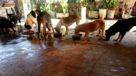 perros3.jpg