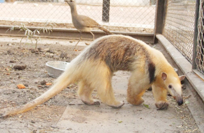 En el mes aniversario el zoológico será gratis para todos los niños