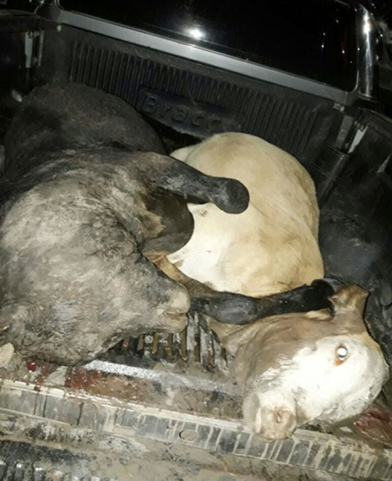 54-ANIMALES-FAENADOS-(1).jpg