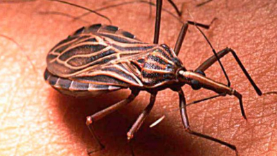 Una canción da a conocer la enfermedad de Chagas para acabar con su estigma social