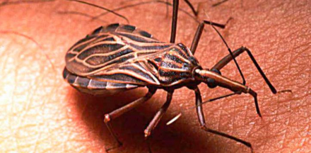 enfermedad-chagas_0.jpg