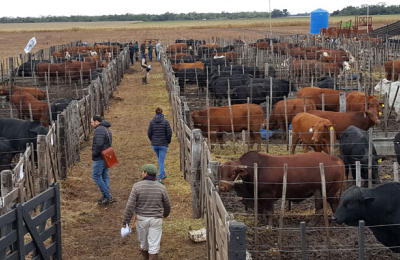 Ganaderos cuestionan la actualización del impuesto de salida de la producción primaria