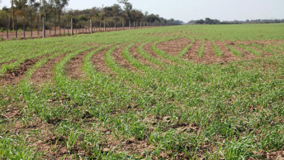 Trigo: creció la superficie y se sembraron más de 105.000 hectáreas en el Chaco
