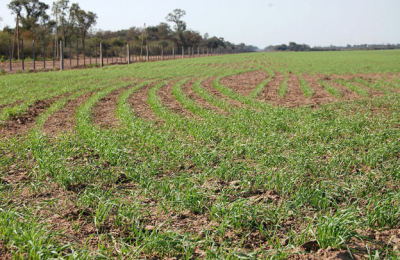 Trigo: creció la superficie y se sembraron más de 105.000 hectáreas en el Chaco