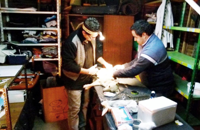 Veterinarios alertan sobre castraciones y ventas ilegales de medicamentos