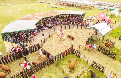 Unos 100 toros y 160 hembras de  excelencia salen a la venta en Caá Cupé