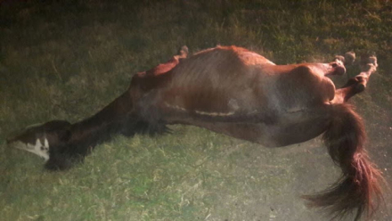 caballo.jpg