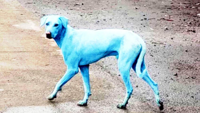Bombay: ojos de perro azul