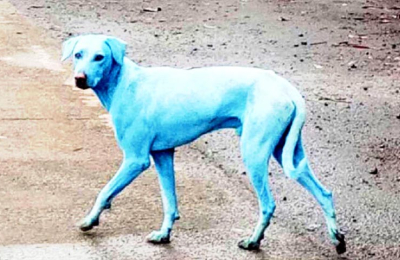 Bombay: ojos de perro azul