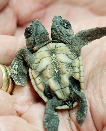 tortu.jpg