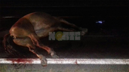 caballo2.jpg