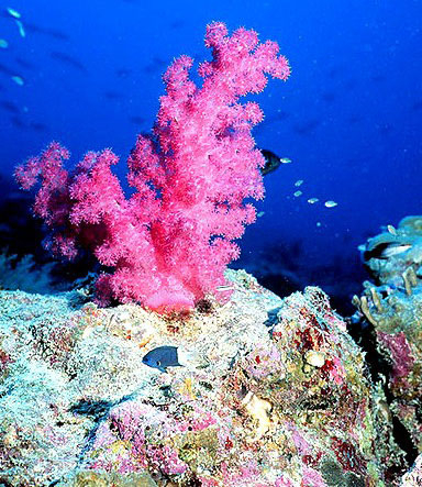 corales 3.jpg
