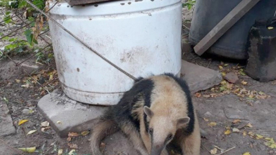 Vecinos rescatan un oso melero en Tres Isletas