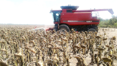 Anunciaron programa para el remate del primer lote de girasol