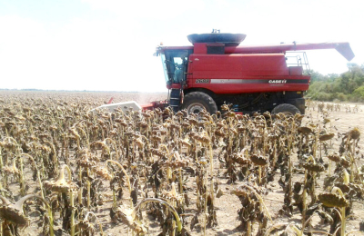 Anunciaron programa para el remate del primer lote de girasol