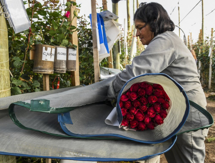 floricultores.jpg