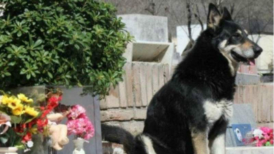 Córdoba: murió el perro que visitó durante 10 años la tumba de su amo