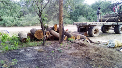 Bosques profundiza los controles forestales en el Impenetrable