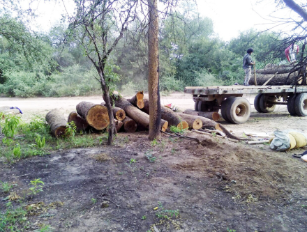 bosque.png