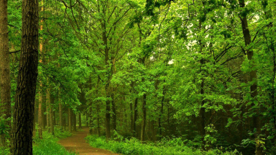 21 de marzo: Día Forestal Mundial