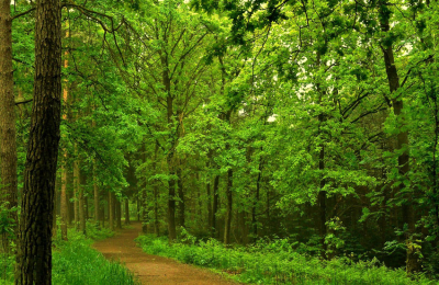 21 de marzo: Día Forestal Mundial