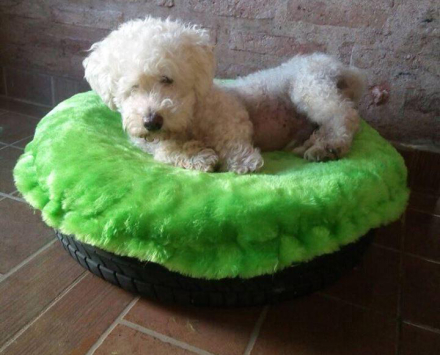caniche.jpg