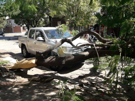arbol.jpg