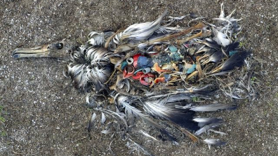 Los plásticos: problema que afecta al planeta y sus habitantes