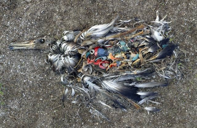 Los plásticos: problema que afecta al planeta y sus habitantes