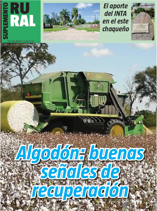 Algodón: buenas señales de recuperación