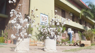 El INTA sale con tres nuevas variedades de algodón