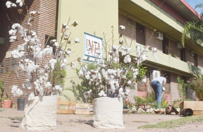 El INTA sale con tres nuevas variedades de algodón