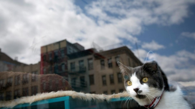 ¿Cuántos gatos hay en la ciudad?