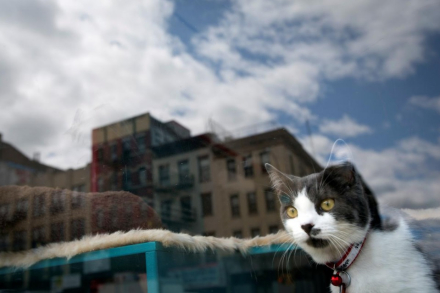 Cat.jpg