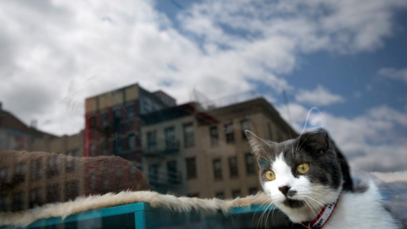 ¿Cuántos gatos hay en la ciudad?