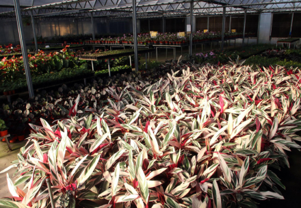 ESCUELA-DE-JARDINERIA22.jpg