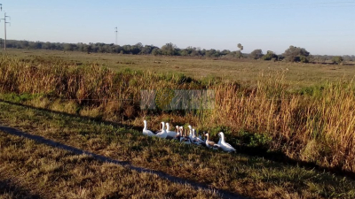 Bandada de gansos provocó pánico a conductores en ruta 16