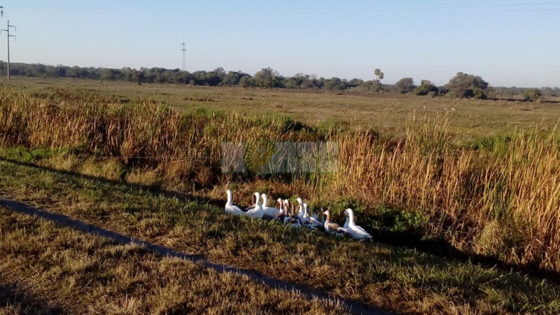 Bandada de gansos provocó pánico a conductores en ruta 16