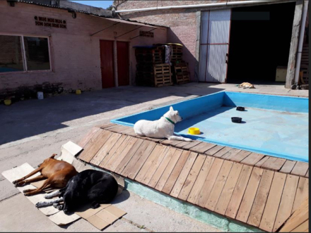 huellas caninas 3.JPG