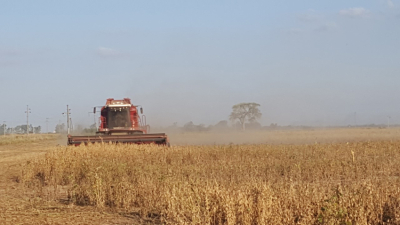 Se presentarán en Charata los resultados de la Red NEA de cultivares de soja