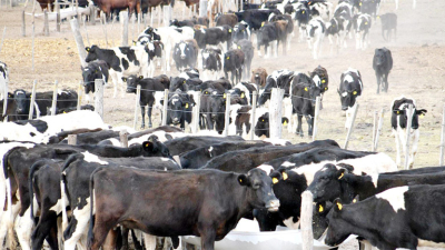 Ganaderos chaqueños atentos a la apertura china a carnes argentinas