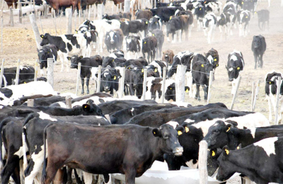 Ganaderos chaqueños atentos a la apertura china a carnes argentinas