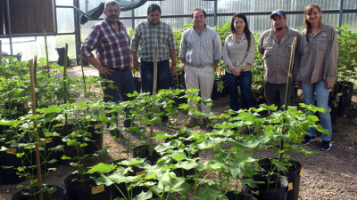Biotecnología: importante paso del INTA Sáenz Peña al inscribir las 4 nuevas variedades de algodón en el INASE