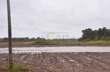 campo con lluvia1 (1).jpg