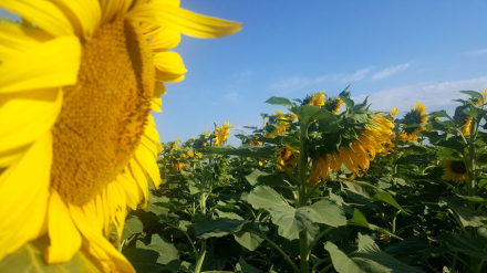 58GIRASOL-PRE.jpg
