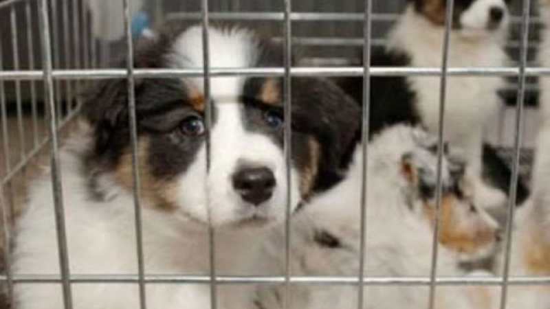 Santa Fe: prohibieron la exhibición de mascotas para la venta