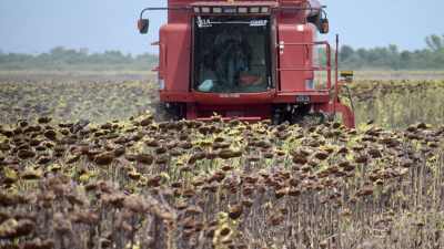 Encrucijada girasolera: ¿quién paga los platos rotos?