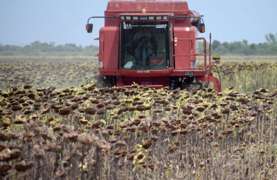 Encrucijada girasolera: ¿quién paga los platos rotos?