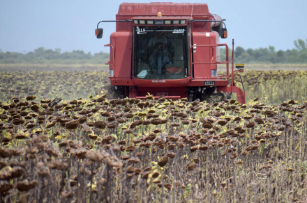 girasol.jpg