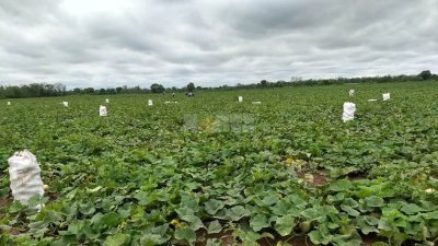 La escasa demanda y los precios bajos condicionaron la producción de El Impenetrable